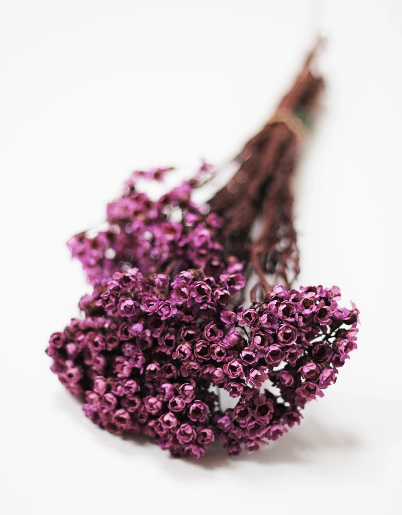 Mauve Ixodia flowers