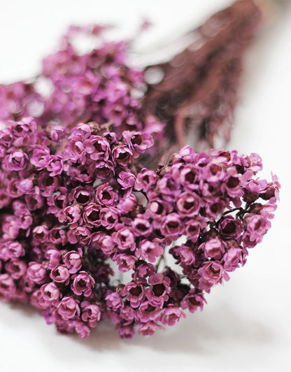 Mauve Ixodia Bunch