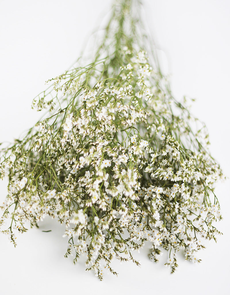 Dried Limonium White Flowers