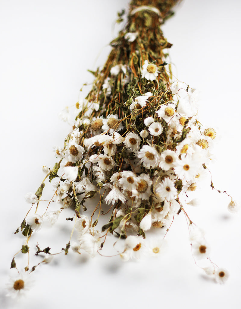 Dried Rodanthe Flowers