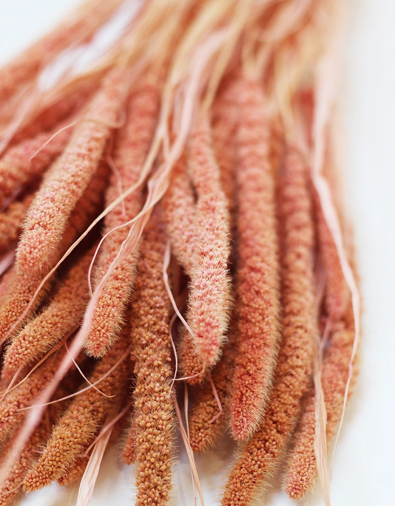 Dried Setaria Flowers (Foxtail Millet Grass)- Coral Bunch, 100 grams, 60 cm