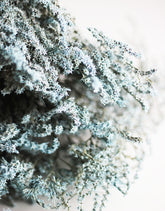 Dried Baby Blue Flower Bunch 