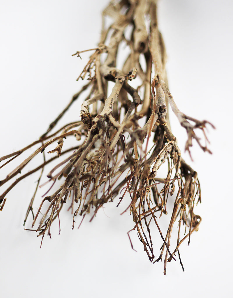 Dried Tea Branches