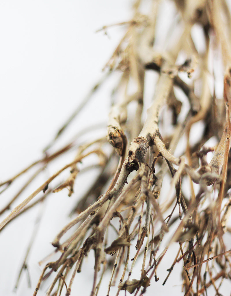 Dried Tea Branches