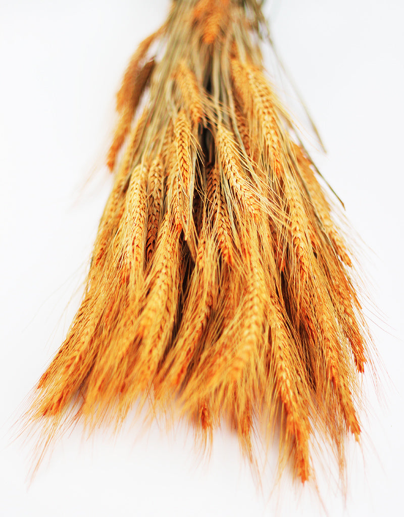 Dried Triticale