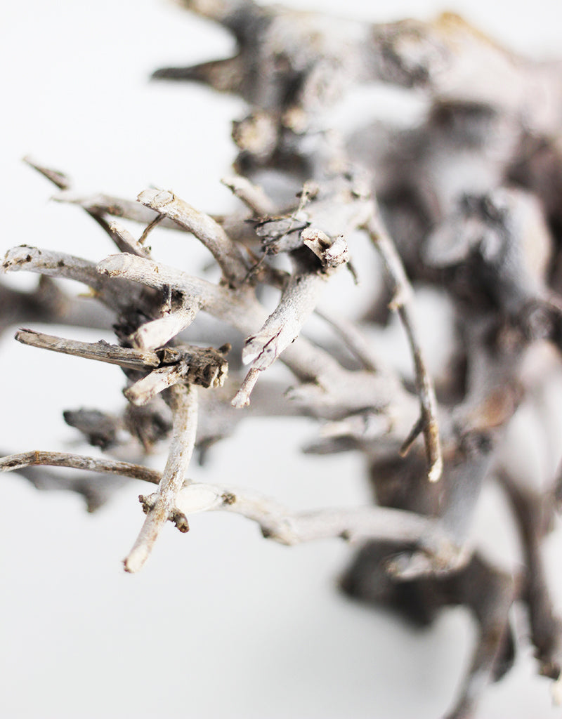 Dried Buddle Grab Special Offers on Dried Flowers, Preserved Foilage & More!