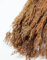 Dried Umbrella bunch