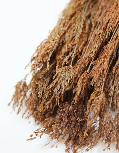 Dried Umbrella bunch