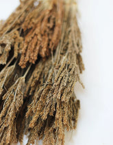 Dried Umbrella Sedge