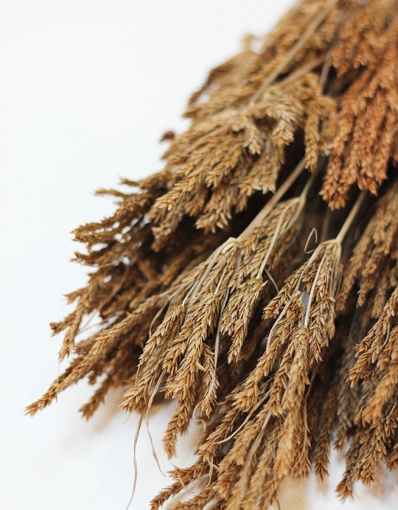 Dried Umbrella Sedge Big 