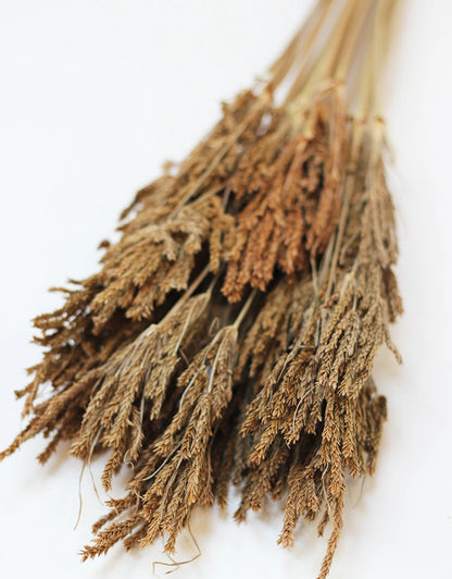 Dried Umbrella Sedge Big Leaf
