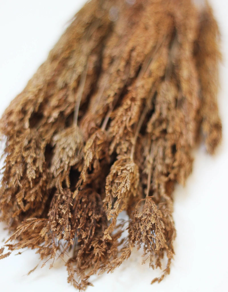 Dried Umbrella Sedge Small