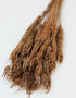 Dried Umbrella Sedge Small Leaf