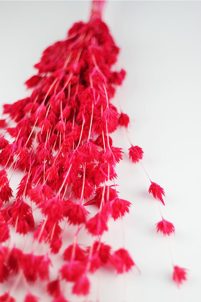 Dried Flowers Decor Wholesale Dried Flowers UK Delivery