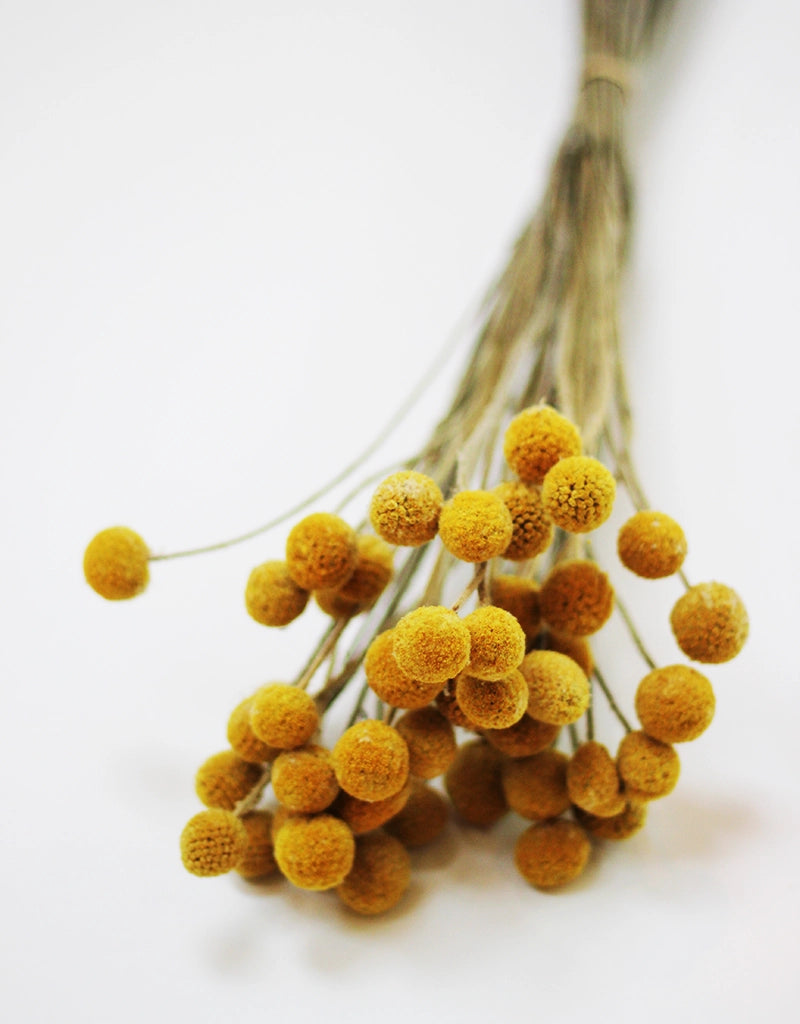 Dried Craspedia - Yellow, 25 stems, 50cm