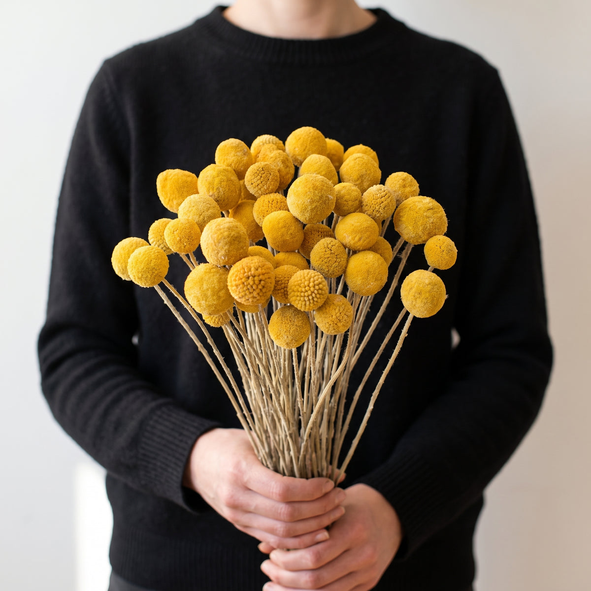 Dried Craspedia - Yellow, 25 stems, 50cm