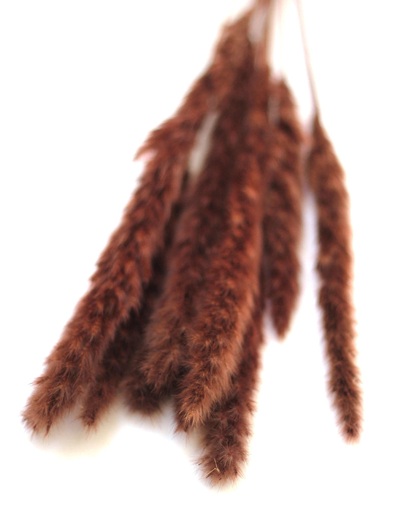 Dried Fluffy Pampas Grass 