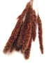 Dried Fluffy Pampas Grass 