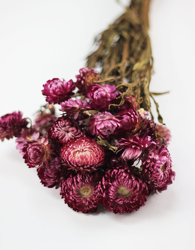 Dried_Helichrysum_Flowers