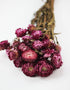 Dried_Helichrysum_Flowers