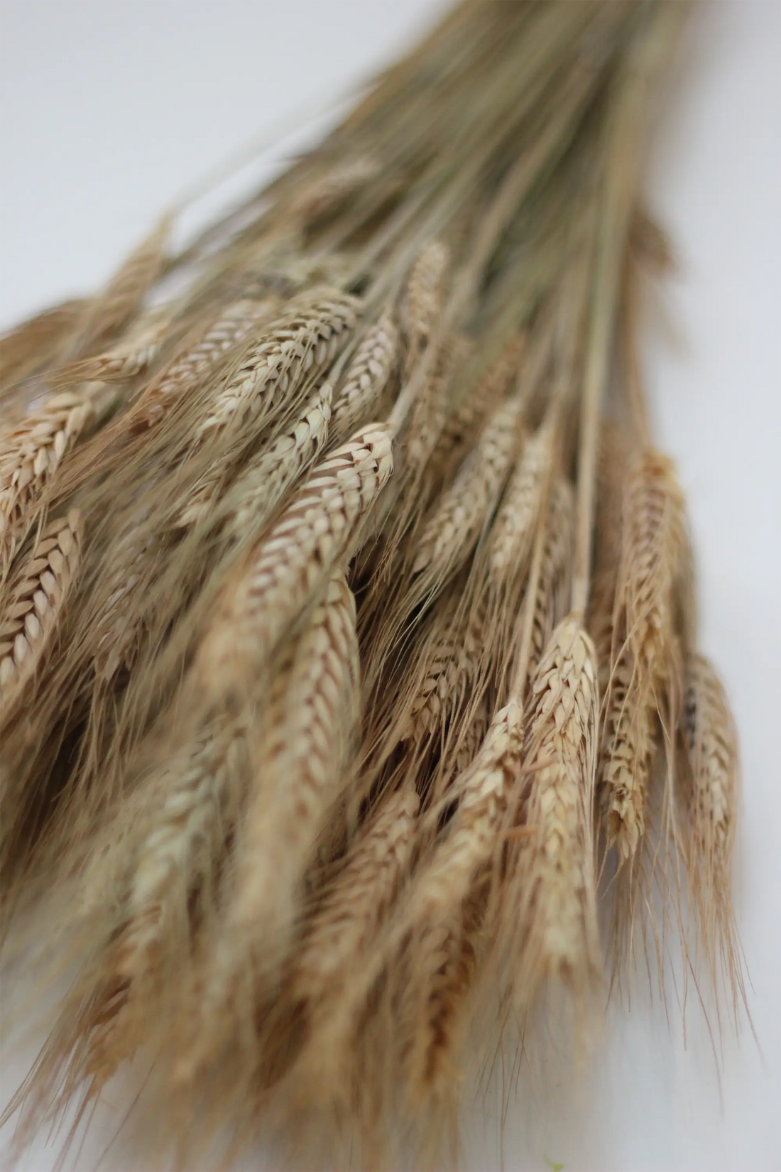 Dried Hordeum (Barley) - Natural Bunch, 60 cm,