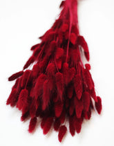 Dried Lagurus Bordeaux Bunch Poly, Red, 70cm