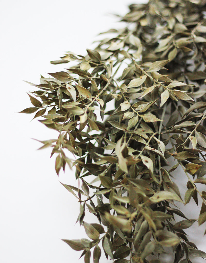 Preserved Green Ruscus Stems Bunch 70 cm l Wholesale Ruscus