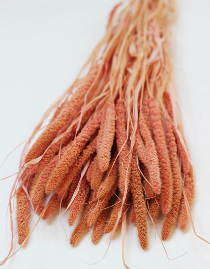 Dried Setaria Flowers