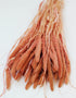 Dried Setaria Flowers