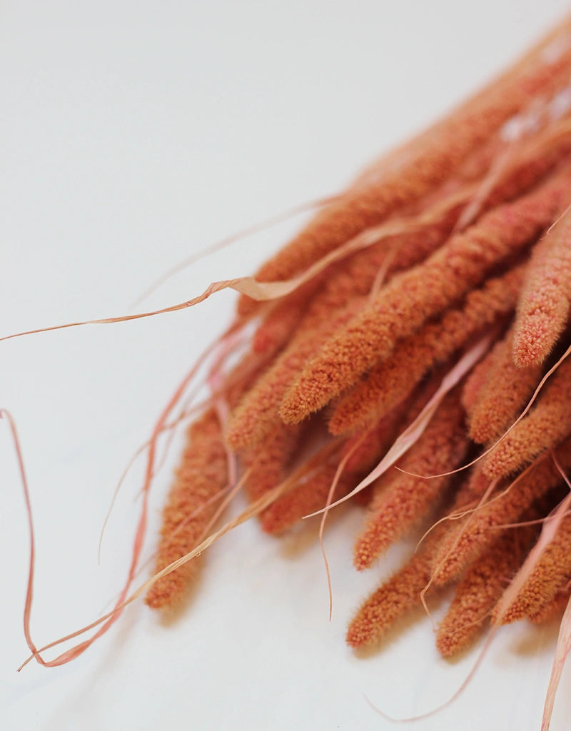 foxtail grass

