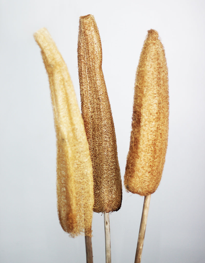 XL Dried Luffa (Loofah) Natural/Brown Flowers Bunch- 3 stems, 120cm
