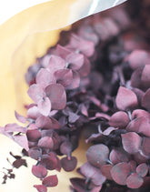 Preserved Baby Blue Eucalyptus 