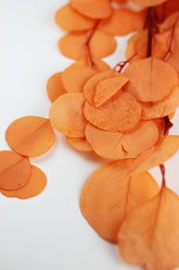 Orange Eucalyptus Stems