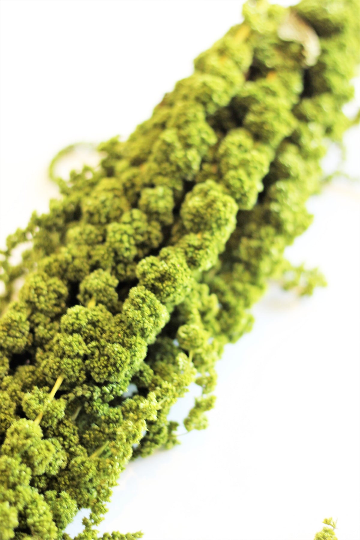 Trailing Preserved Amaranthus Caudatus Moss Green Bunch- 70 cm