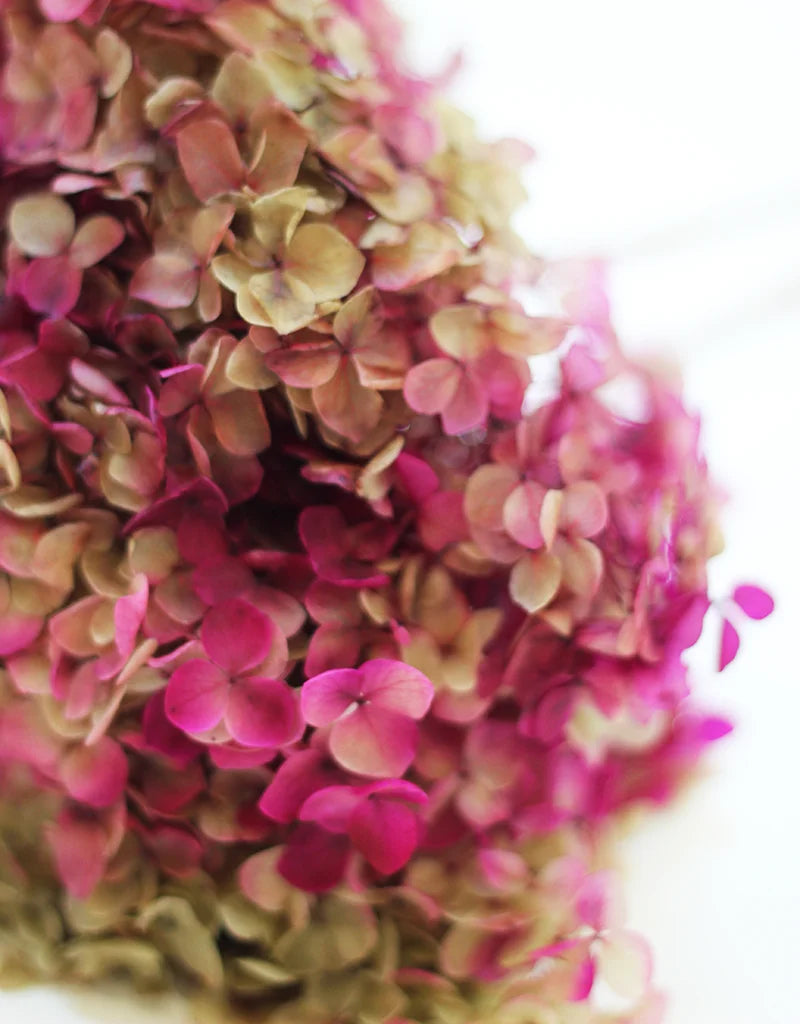 Purple Light Green Hydrangea 