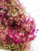 Purple Light Green Hydrangea 