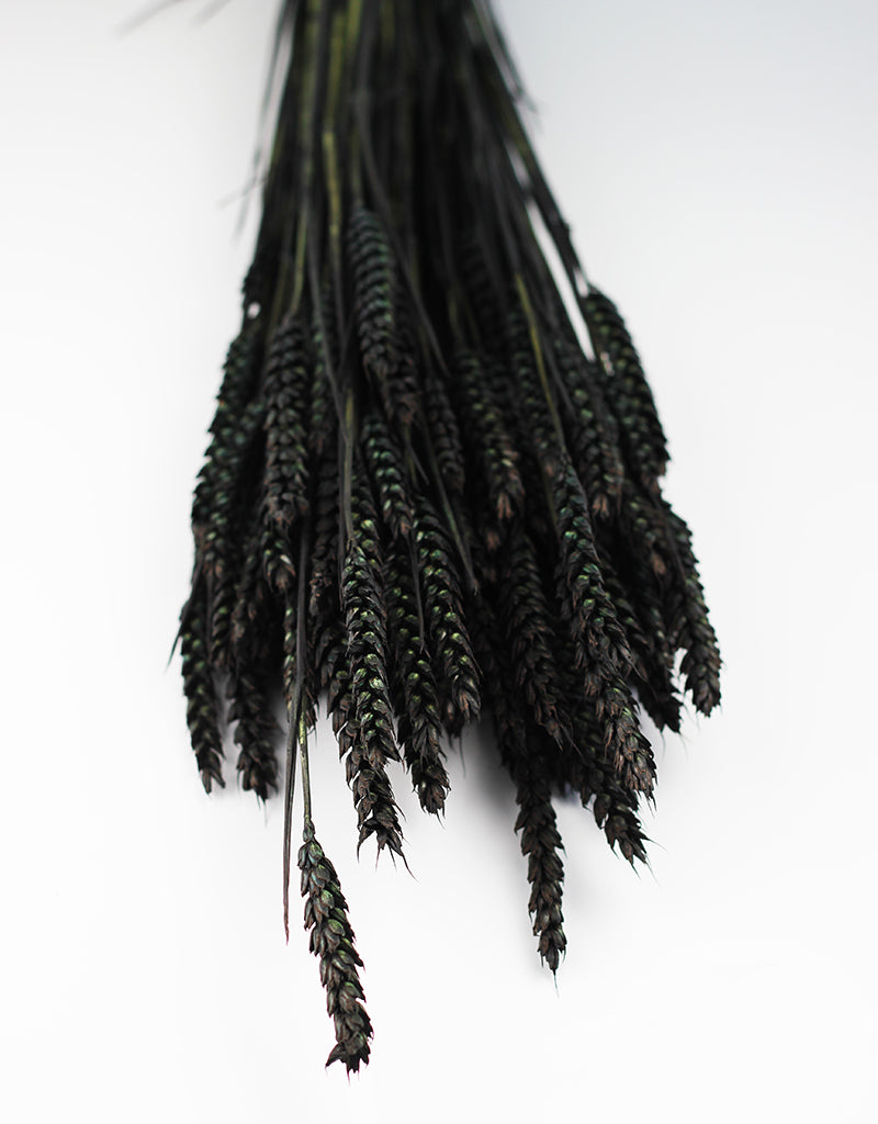 DRIED TRITICUM (WHEAT)