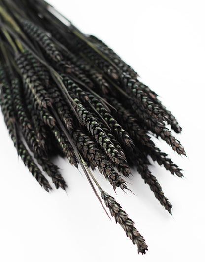 Wholesale Dried Black Wheat Stalks