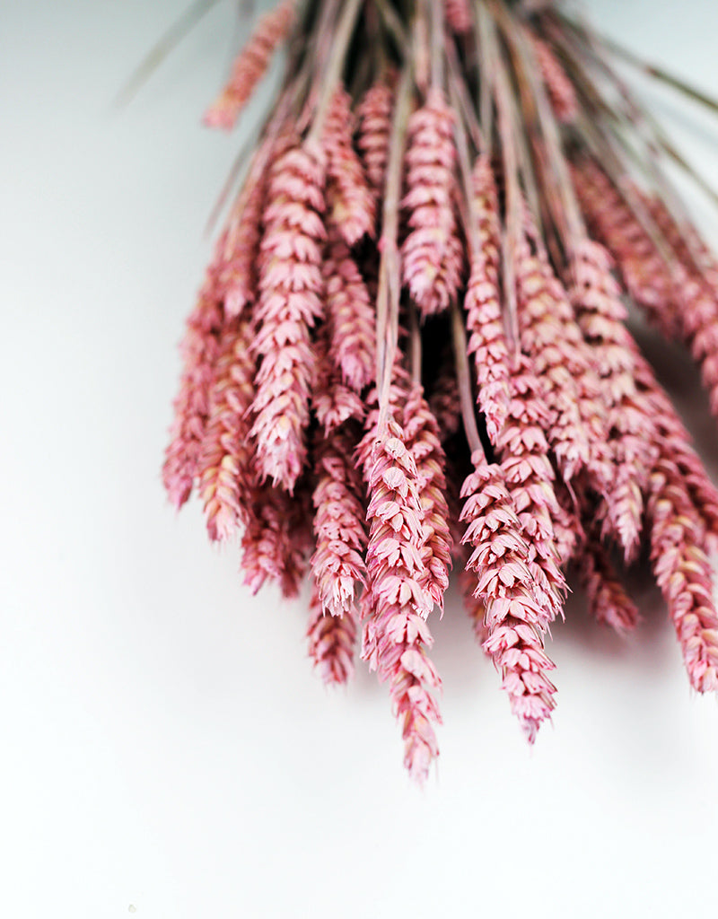 Wholesale Pink Dried Wheat 