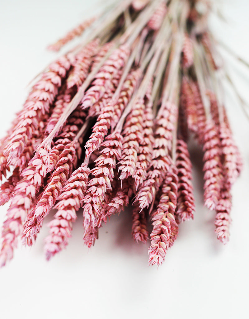 Pink Wheat Stalks UK