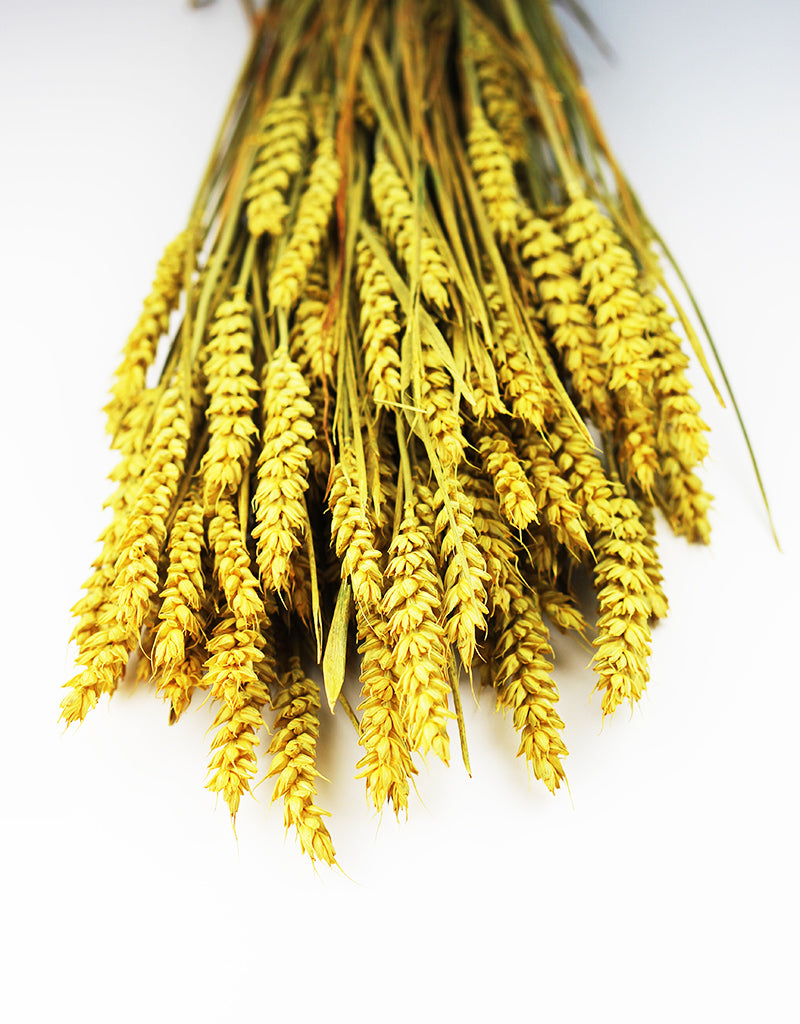 Wholesale Dried Triticum (Wheat)