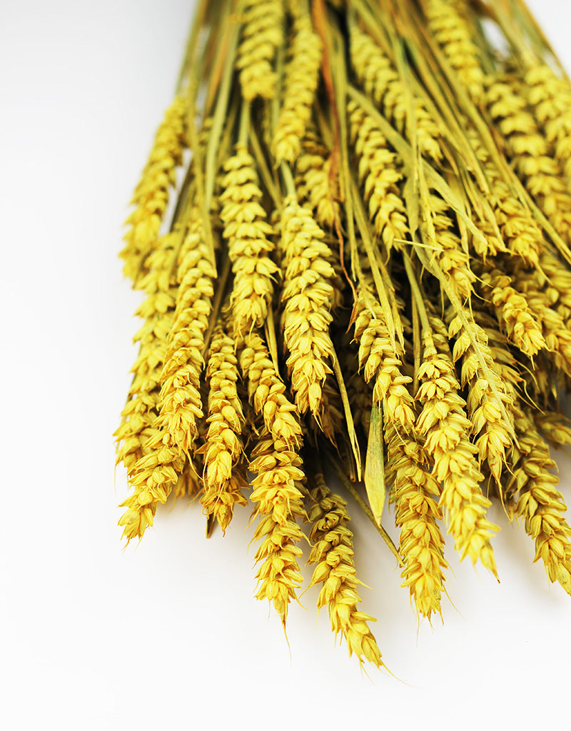 Wholesale Yellow Wheat Stalks