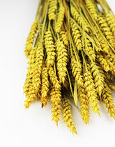 Wholesale Yellow Wheat Stalks