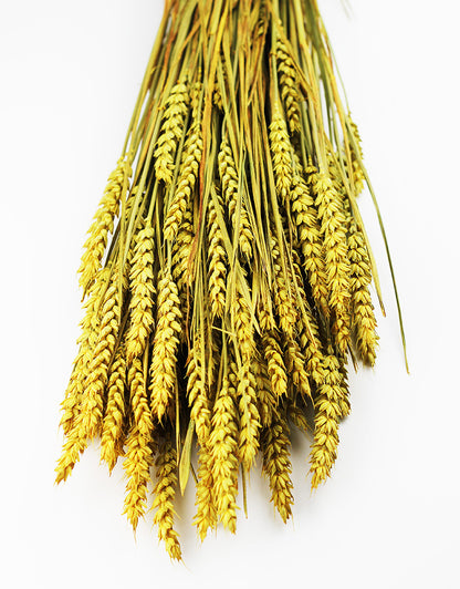 Yellow Dried Flowers UK