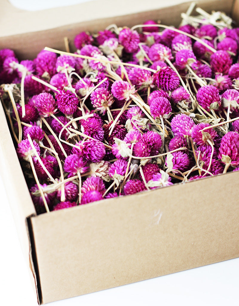 Wholesale dried gomphrena heads UK