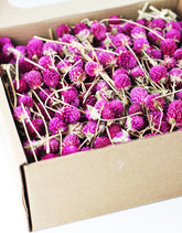 Wholesale dried gomphrena heads UK