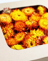 dried flower heads UK