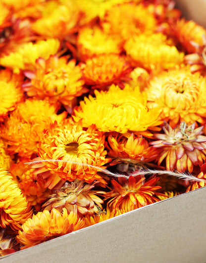 dried gomphrena heads UK