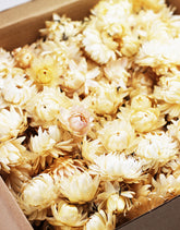 Helichrysum Heads 