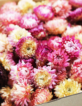 pink Dried Helichrysum Heads